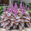 Shade-Tolerant and Cold-Hardy Hosta Flowers