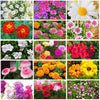 Varieties of Flower Seeds (Pack of 100)
