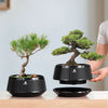 Meshpot Bonsai Pots with Drainage Tray and Excellent Airflow Plastic Bonsai Tree Pot with Air-Pruning, Large Bonsai Large Bonsai