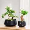 Meshpot Bonsai Pots with Drainage Tray and Excellent Airflow Plastic Bonsai Tree Pot with Air-Pruning, Large Bonsai Large Bonsai