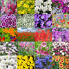 Varieties of Flower Seeds (Pack of 100)